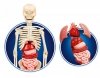 Clementoni Ciało ludzkie Anatomia DNA Naukowa Zabawa